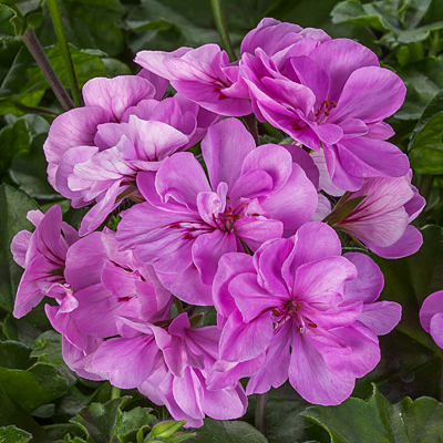 Geranium 'Ivy League Light Lavender'