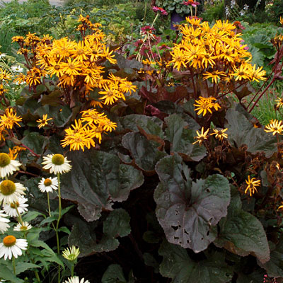 Ligularia d. 'Britt Marie Crawford'