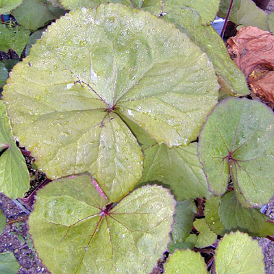 Ligularia d. 'Othello'