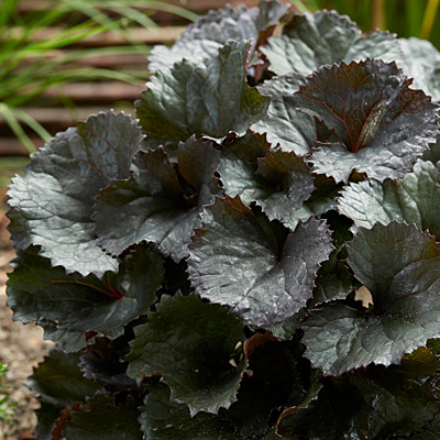 Ligularia d. 'Pandora'