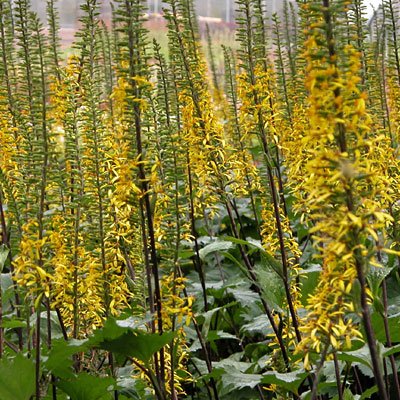 Ligularia s. 'The Rocket'