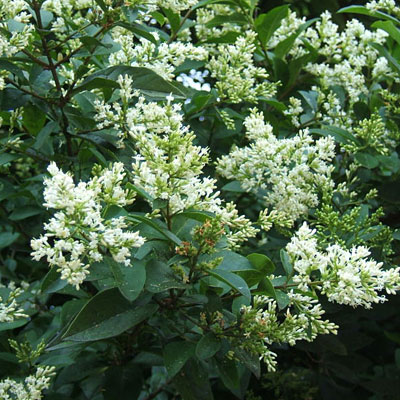 Ligustrum