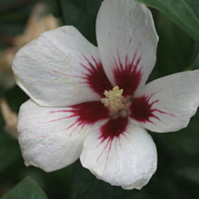 Hibiscus s. 'Lil' Kim'