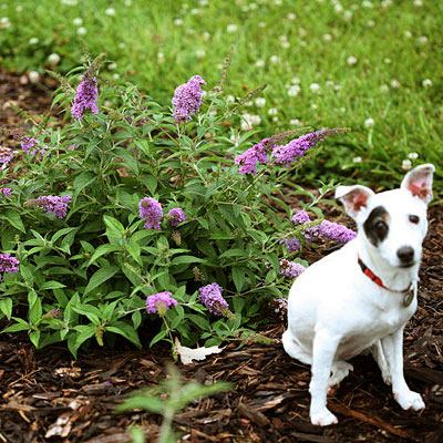 Buddleia d. 'Lo & Behold Lilac Chip'