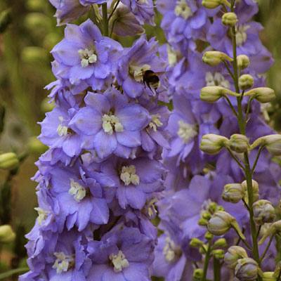 Delphinium e. 'Lilac Ladies'