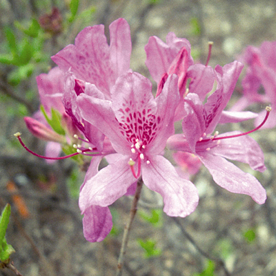 Azalea 'Lilac Lights'