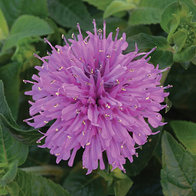 Monarda x 'Lilac Lollipop'