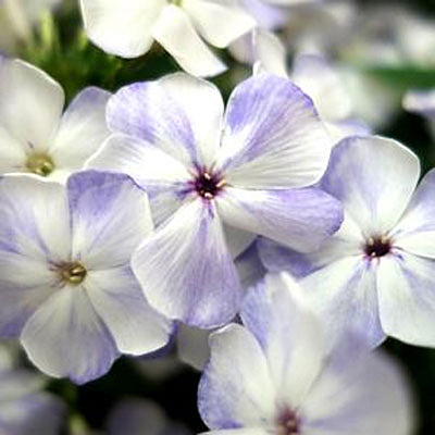 Phlox p. 'Volcano Lilac Splash'