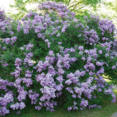 Syringa v. spp.