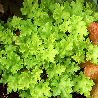 Heuchera x 'Lime Marmalade'