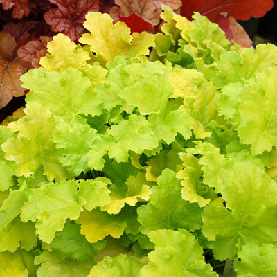 Heuchera x 'Lime Rickey'