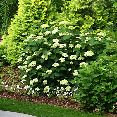 Hydrangea arb. 'Lime Rickey'