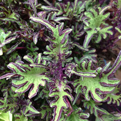 Coleus 'Under the Sea Lime Shrimp'