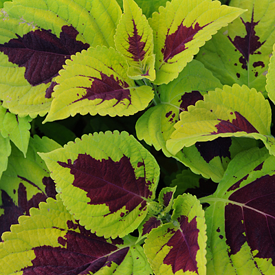 Coleus 'Kong Lime Sprite'