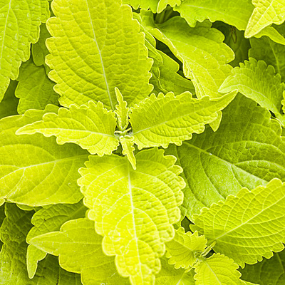 Coleus 'ColorBlaze Lime Time'