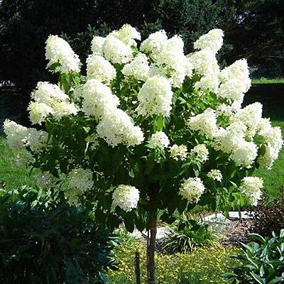 Hydrangea p. 'Little Lime' (TREE)