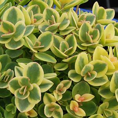 Sedum x 'Lime Twister'