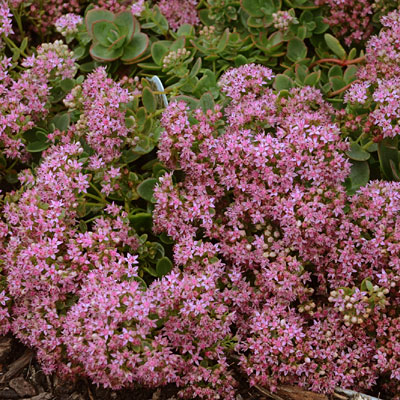 Sedum x 'Lime Zinger'