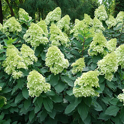 Hydrangea p. 'Limelight Prime'