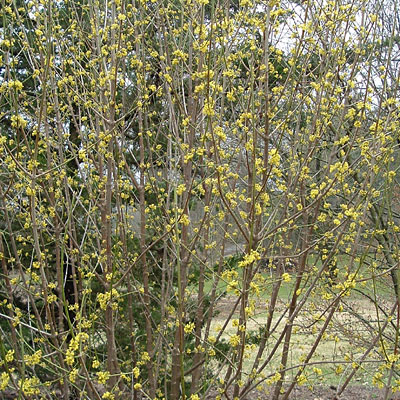 Lindera benzoin