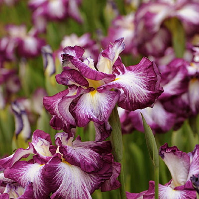Iris e. 'Lion King'