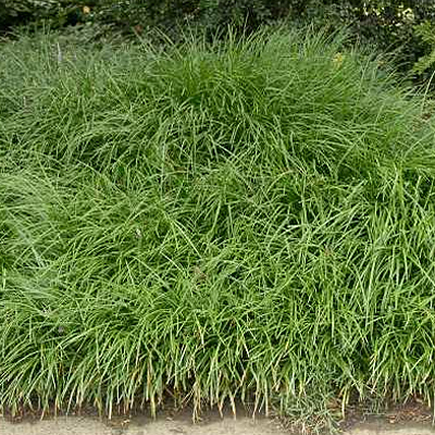Liriope spicata
