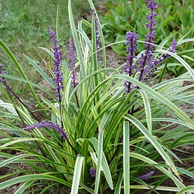 Liriope m. 'Variegata'