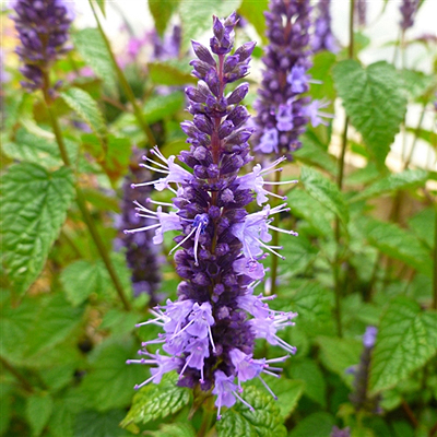 Agastache x 'Little Adder'