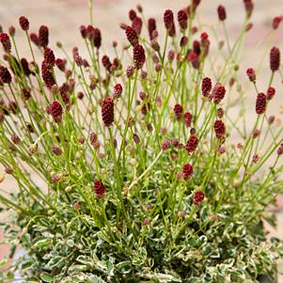 Sanguisorba 'Little Angel'
