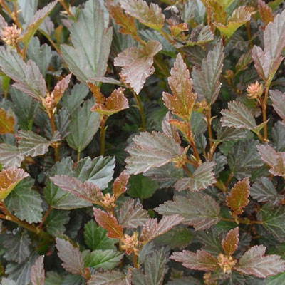Physocarpus o. 'Little Devil'