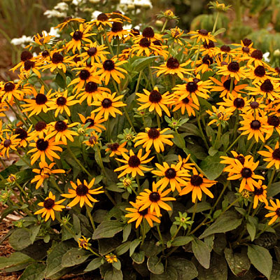 Rudbeckia f. 'Little Goldstar'