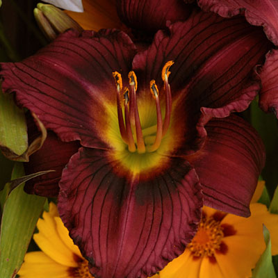 Hemerocallis 'Little Grapette'