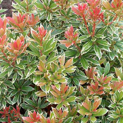 Pieris jap. 'Little Heath'