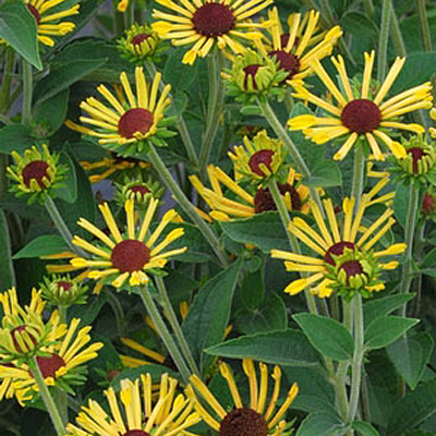Rudbeckia s. 'Little Henry'