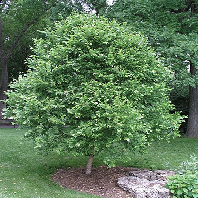 Betula n. 'Little King'