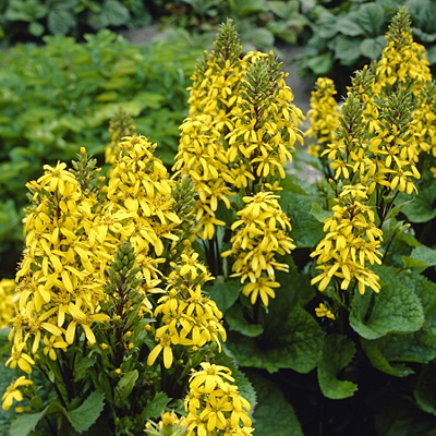 Ligularia x h. 'Little Lantern'