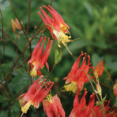 Aquilegia canadensis 'Little Lanterns'