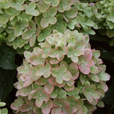 Hydrangea p. 'Little Lime'