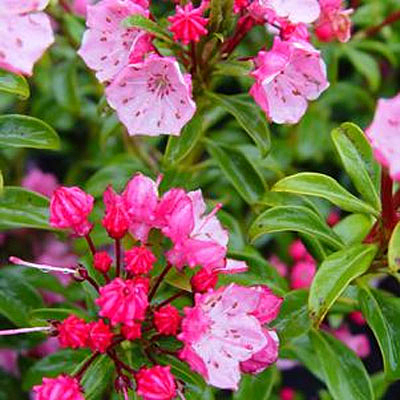 Kalmia l. 'Little Linda'