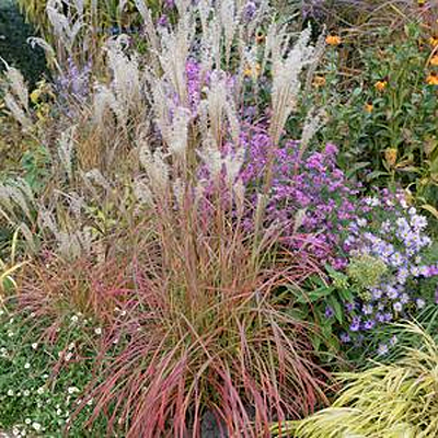 Miscanthus s. 'Little Miss'