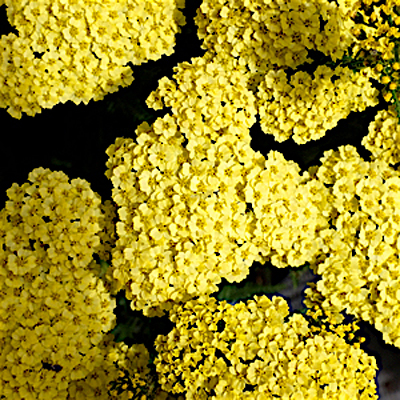 Achillea x 'Little Moonshine'