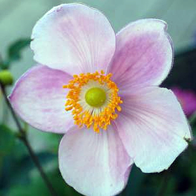 Anemone x japonica 'Little Princess'