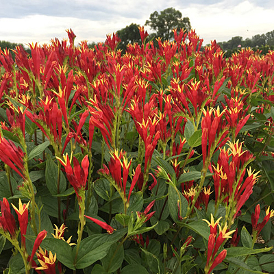 Spigelia m. 'Little Redhead'