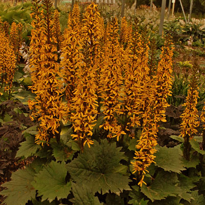 Ligularia s. 'Little Rocket'