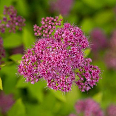 Spiraea j. 'Little Spark'