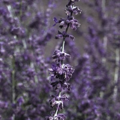 Perovskia a. 'Little Spire'