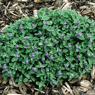 Nepeta racemosa 'Little Titch'