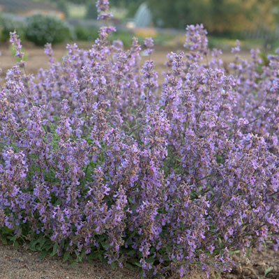 Nepeta x 'Little Trudy'