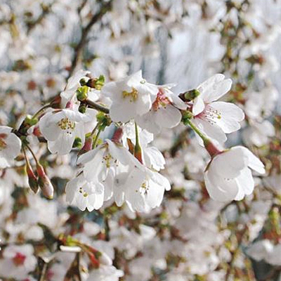 Prunus incisa 'Little Twist'