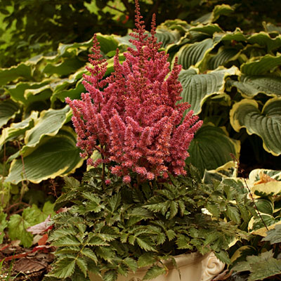 Astilbe c. 'Little Visions in Pink'